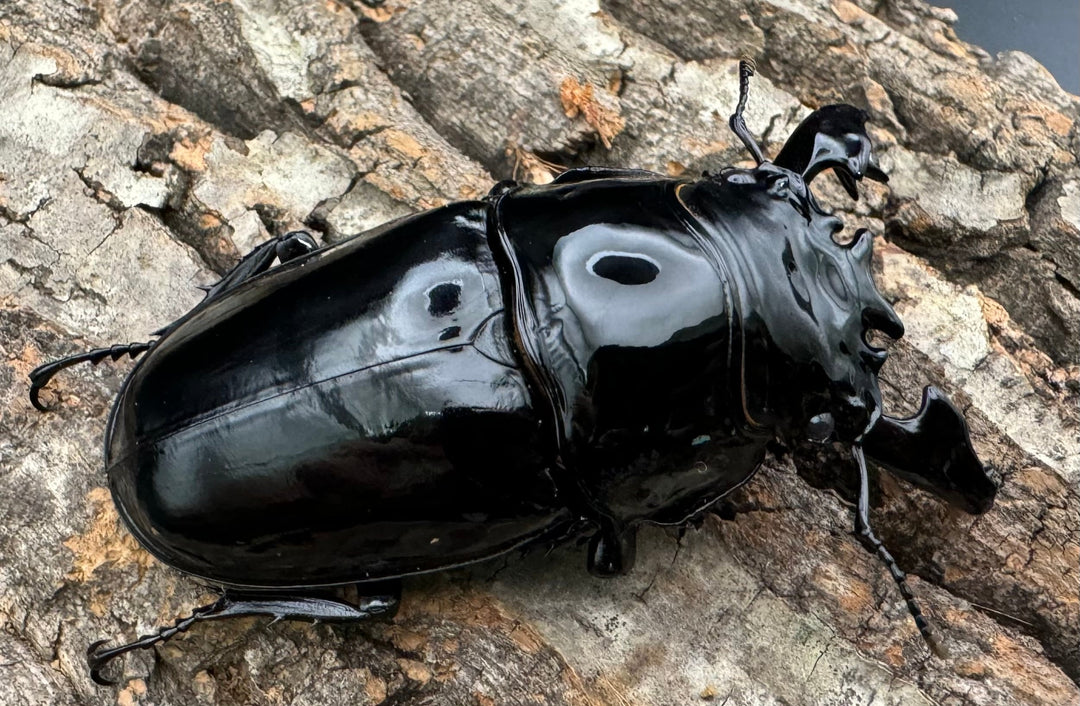 《タランドゥスオオツヤクワガタ 76.5mm ペア》