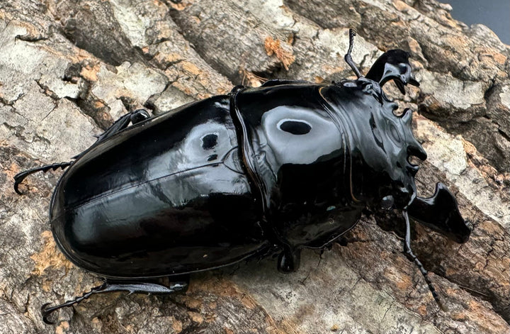 《タランドゥスオオツヤクワガタ 76.5mm ペア》