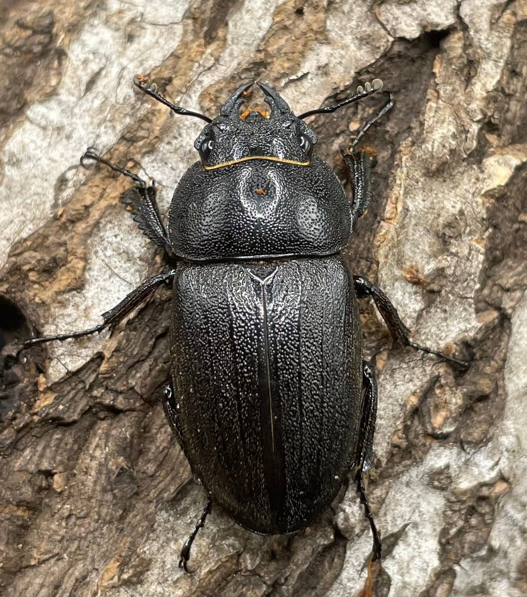 【WD】《アマミノコギリ 64mm ペア》