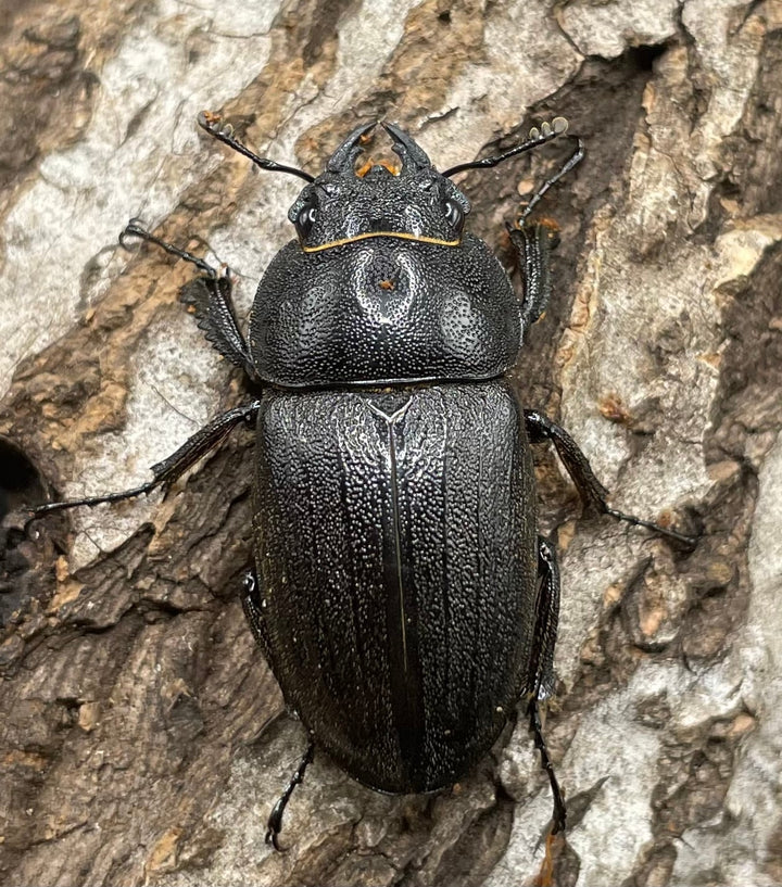 【WD】《アマミノコギリ 64mm ペア》