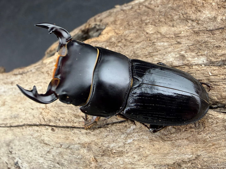 《スキットオオクワガタ 34mm ペア》