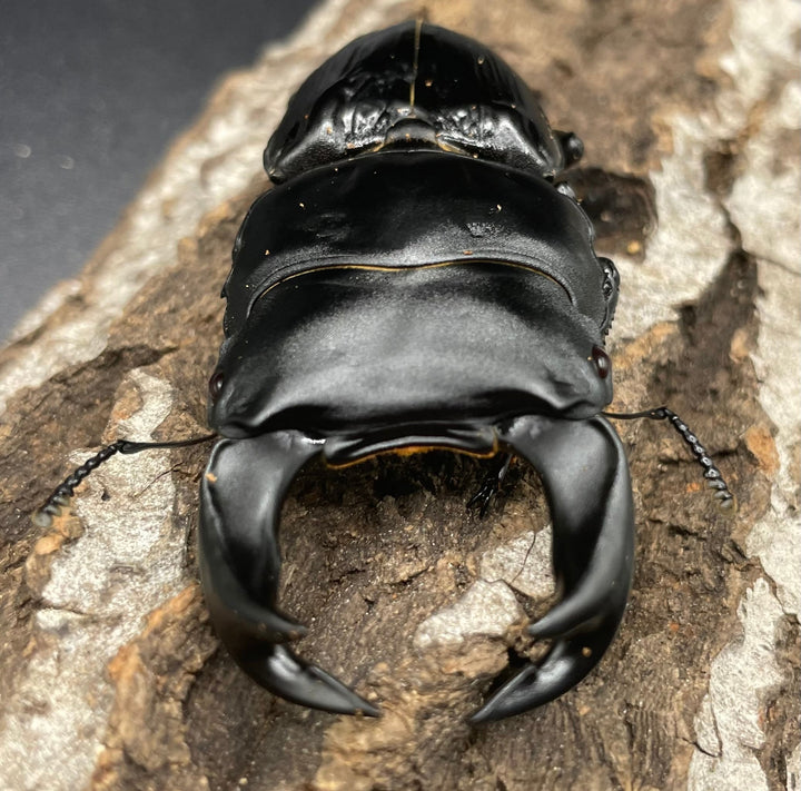 《ホペイオオクワガタ OMG血統 73mm ペア B品》