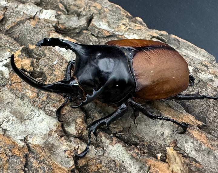 【WD】《サンボンヅノカブト 59.5mm ペア》