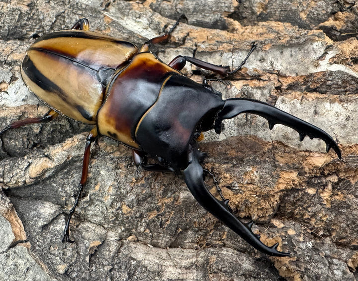 《ファブリースノコギリ亜種タカクワイ 79mm ペア》