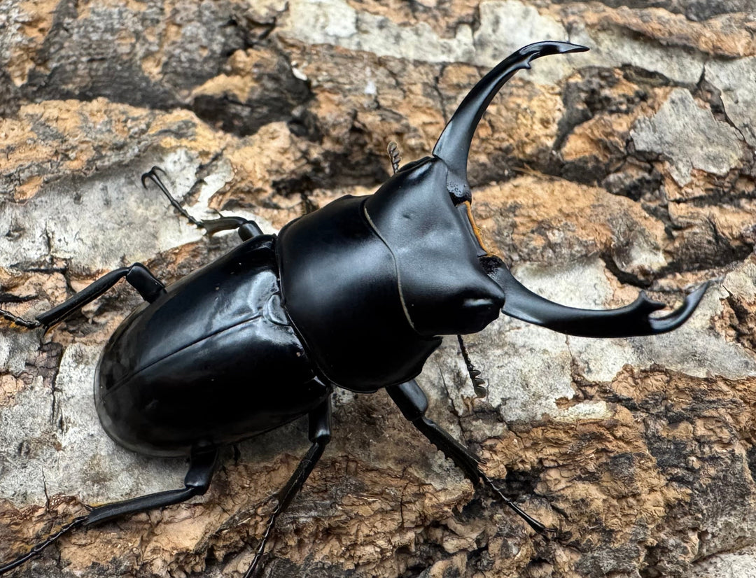 【WD】《シネンシスコクワ ssp. 怒江亜種 46mm ペア》