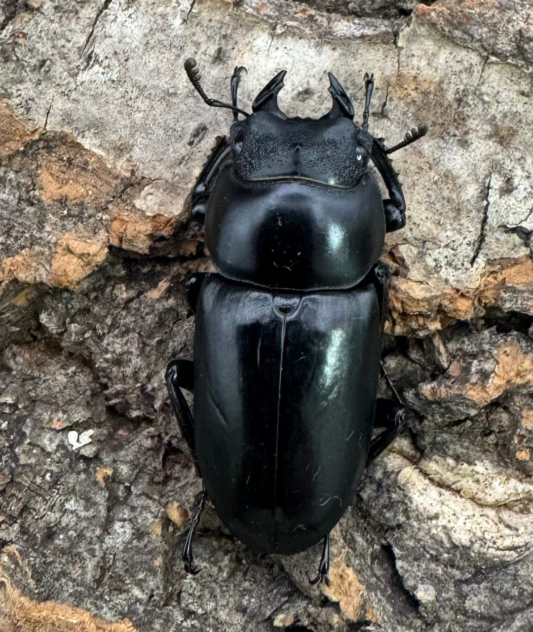 【WD】《ネパレンシス ssp. チベット産 46mm ペア》