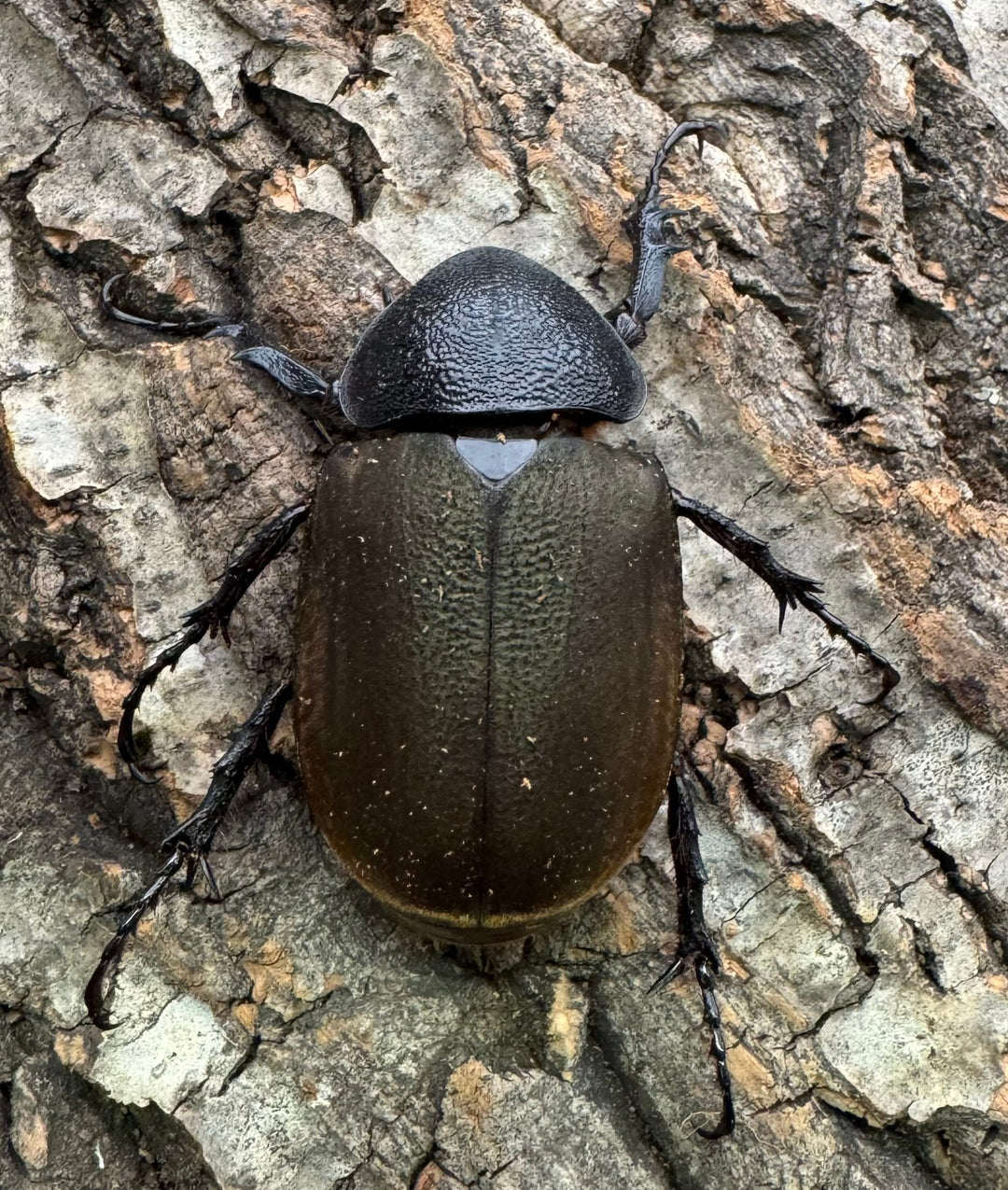 【WD】《ジャワコーカサスオオカブト 100.5mm ペア》