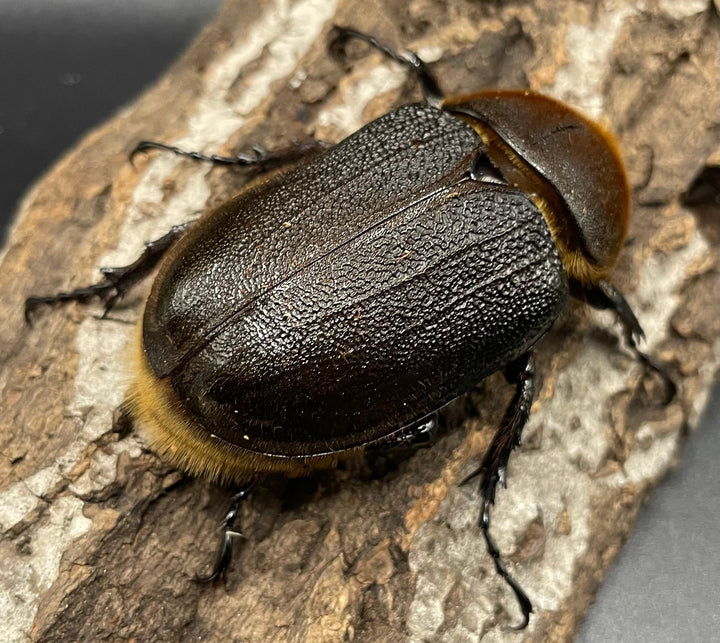 《ヘラクレス・ヘラクレス 143mm ペア》KING HERCULES氏ブリード個体