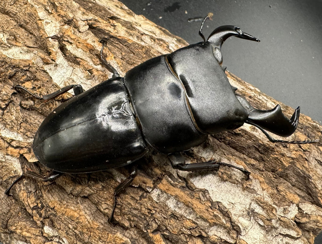 【WD】《東ジャワ産 ダイオウヒラタ 76mm ペア》