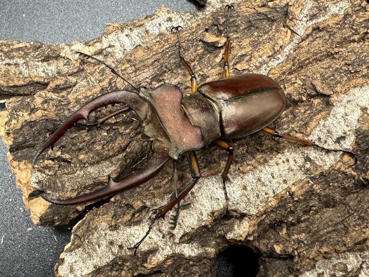 【WD】《ルックミヤマ 62mm ペア》