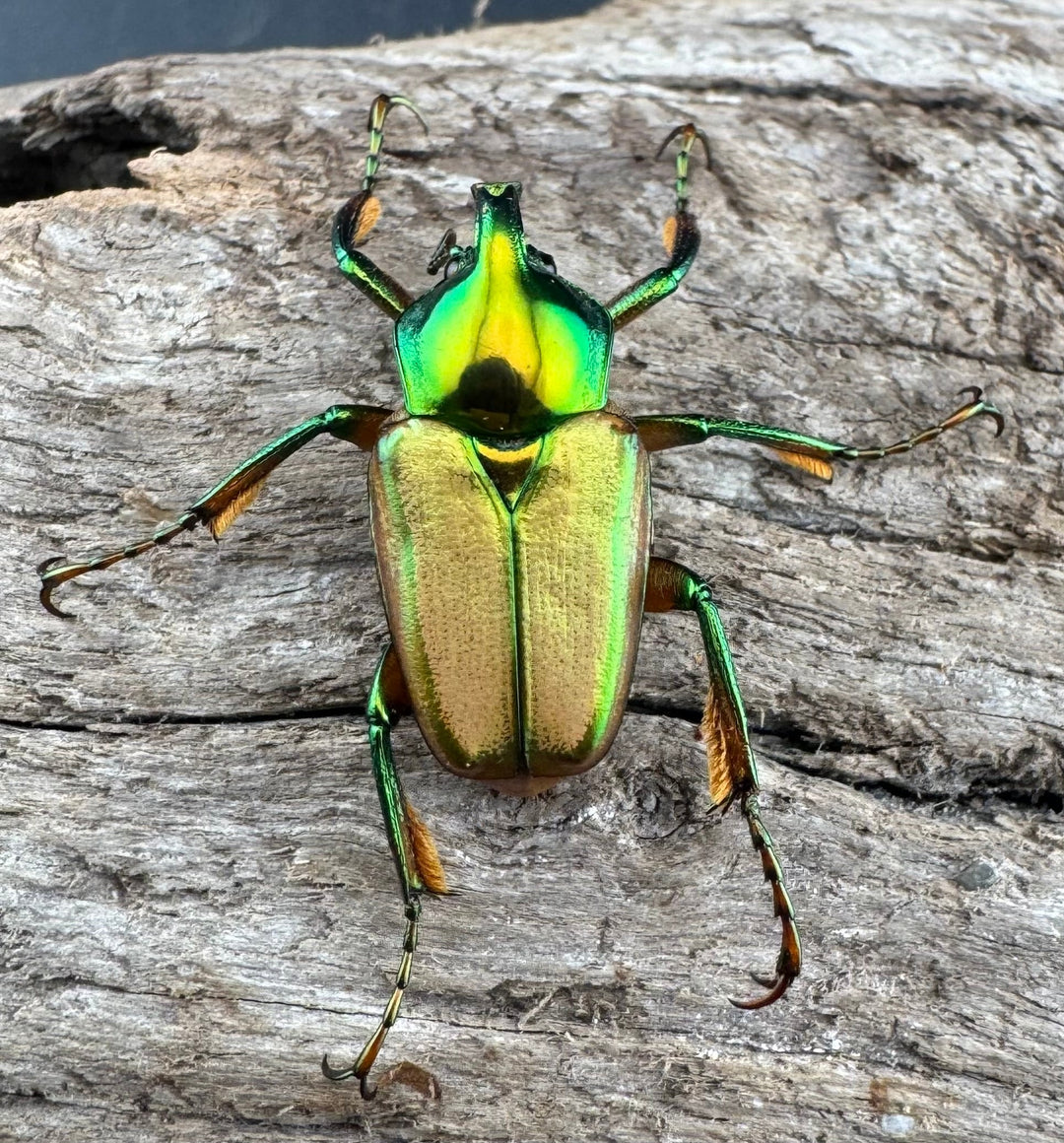 【WD】《モーニッケヒメカブトハナムグリ カシブ産 Free ペア》①