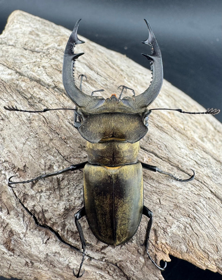 【WD】《ノビリスミヤマ 62mm ペア》