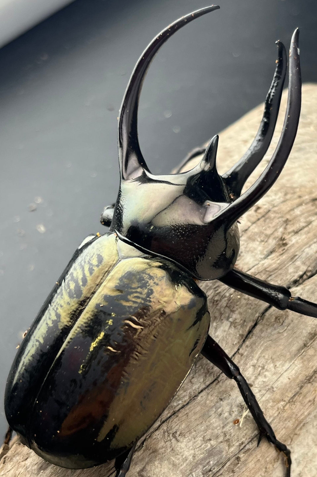 【WD】《ミンダナオアトラスオオカブト マラグサン産 95mm ペア》