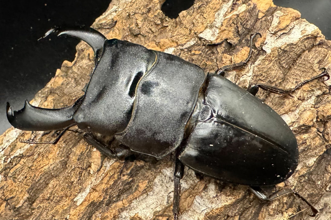 【WD】《西ペレンオオヒラタ 90mm ペア》