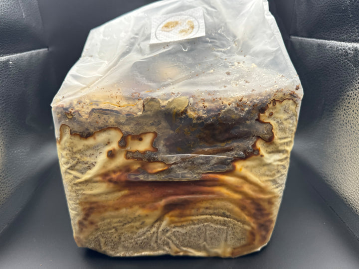 レイシ菌糸ブロック 4000cc