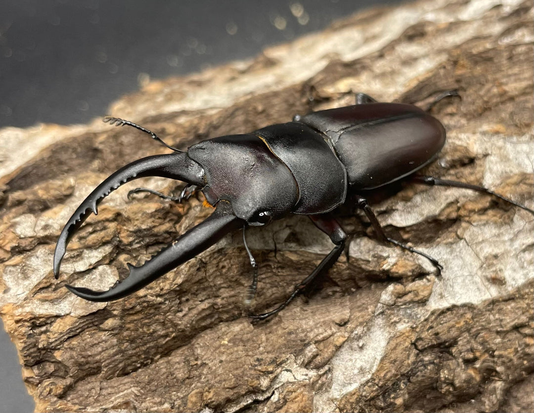 【WD】《グラキリスノコギリヒラタクワガタ 52mm ペア》