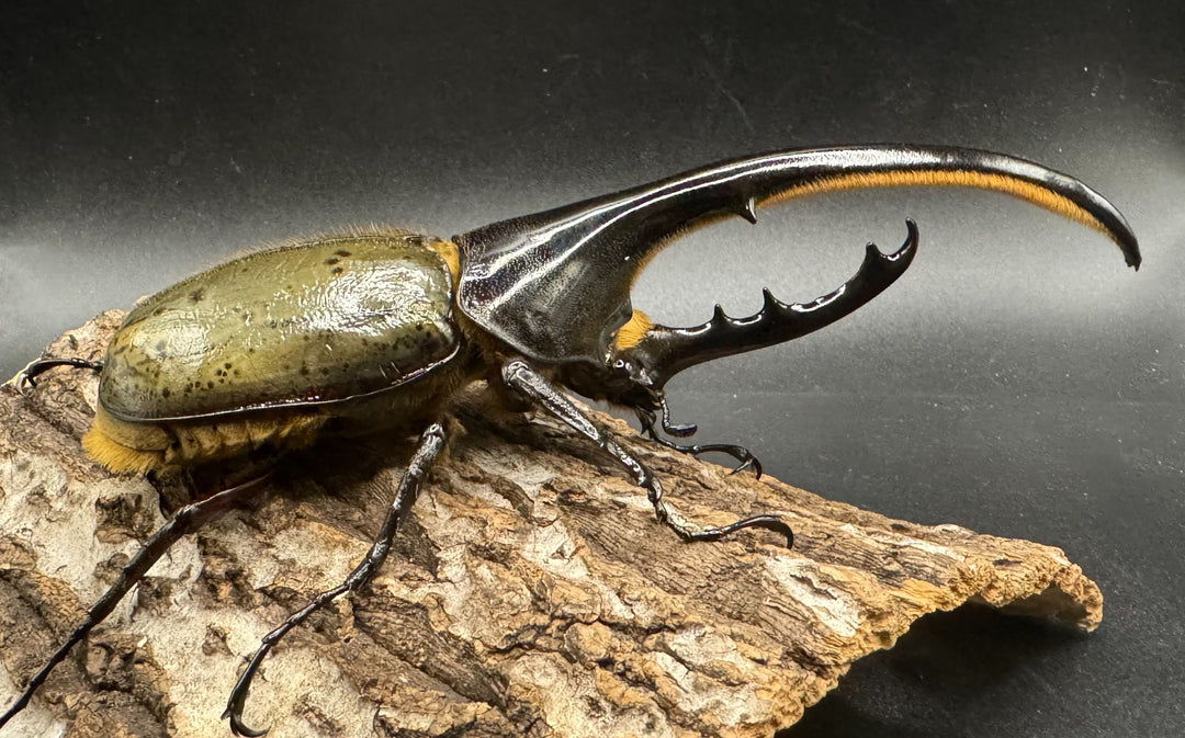 即ブリ《ヘラクレス・ヘラクレス 144mm ペア》