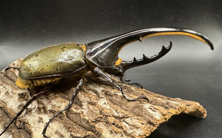 即ブリ《ヘラクレス・ヘラクレス 144mm ペア》