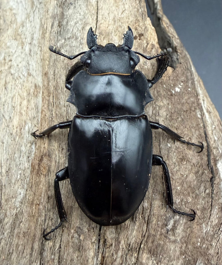 【WD】《ミンダナオアルケスツヤ 81mm A'品ペア》