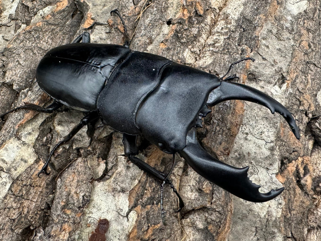 【WD】大型《南カマリネスヒラタ 91.5mm ペア》