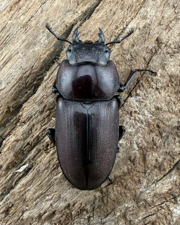 《ミシマコクワガタ 硫黄島産 47mm ♂♀♀トリオ》