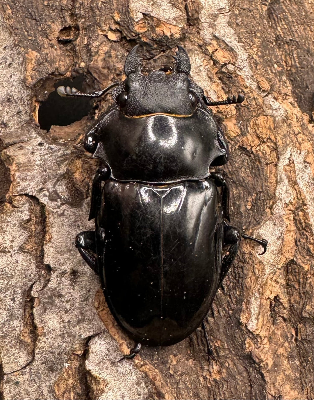 【WD】《インターメディアツヤクワガタ 89mm ペア》