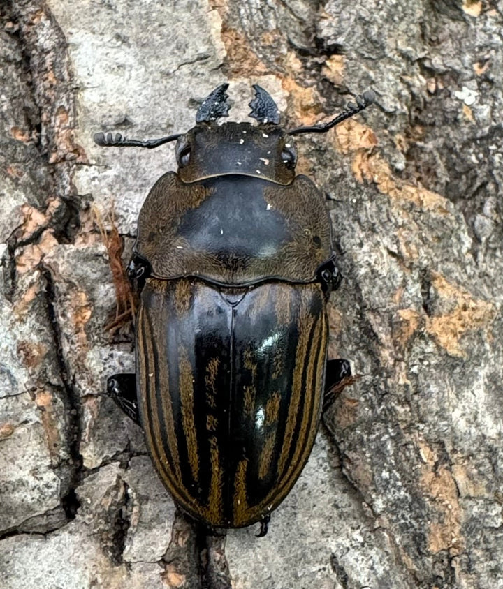 【WD】《ストリアータツヤクワガタ 44mm ペア》