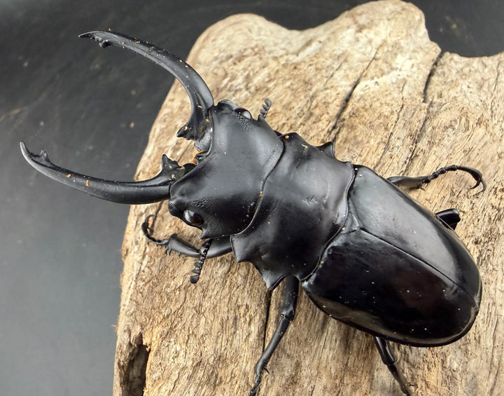 【WD】《ダールマンツヤクワガタ亜種セレベンシス 84.5mm ペア》