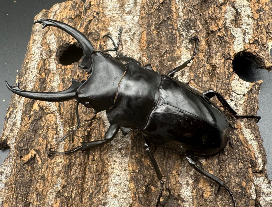 【WD】《ダールマンツヤクワガタ亜種celebensis 80mm ペア》