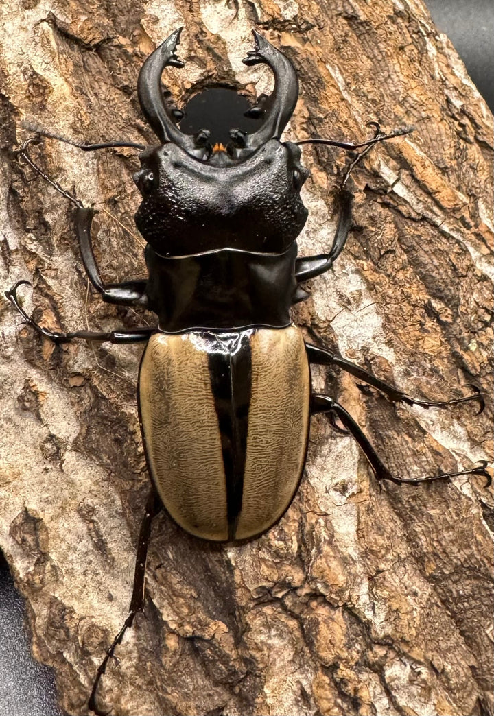 【WD】《ルデキンツヤクワガタ 63mm ペア》