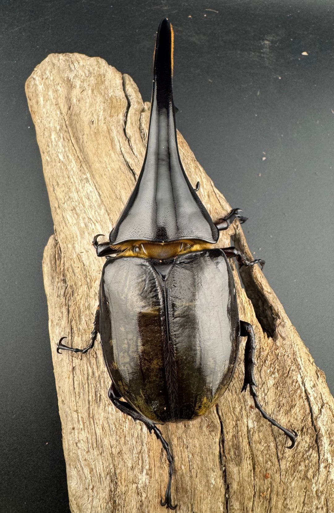 即ブリ《ヘラクレス・ヘラクレス 優良血統 139mm ペア》