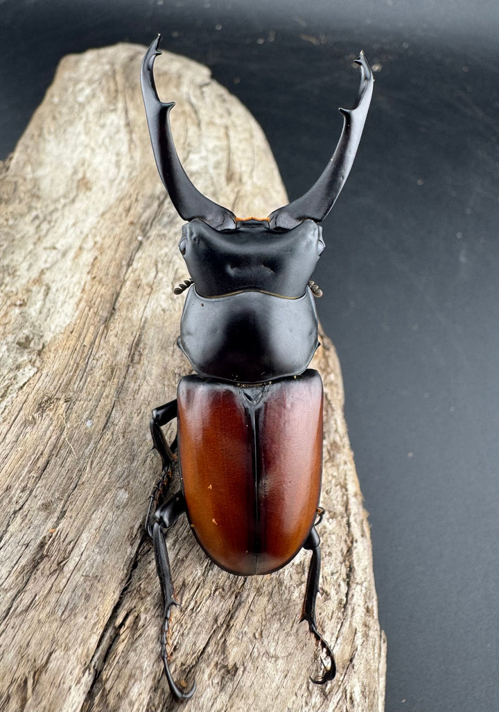 【WD】《マクレイコクワ チベット産 62.5mm A'品ペア》