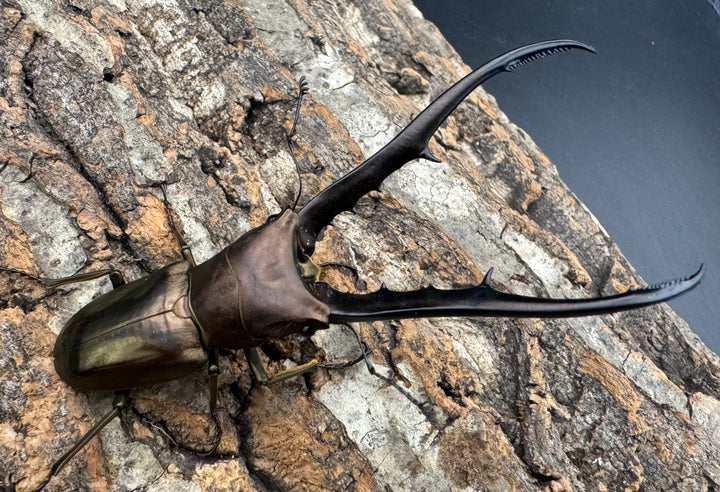 【WD】《メタリフェルホソアカ亜種finae 85mm ペア》