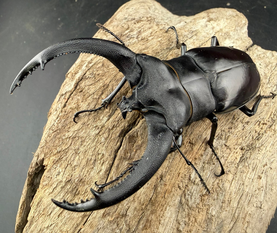 【WD】《リノケロスフタマタ 85.5mm ペア》