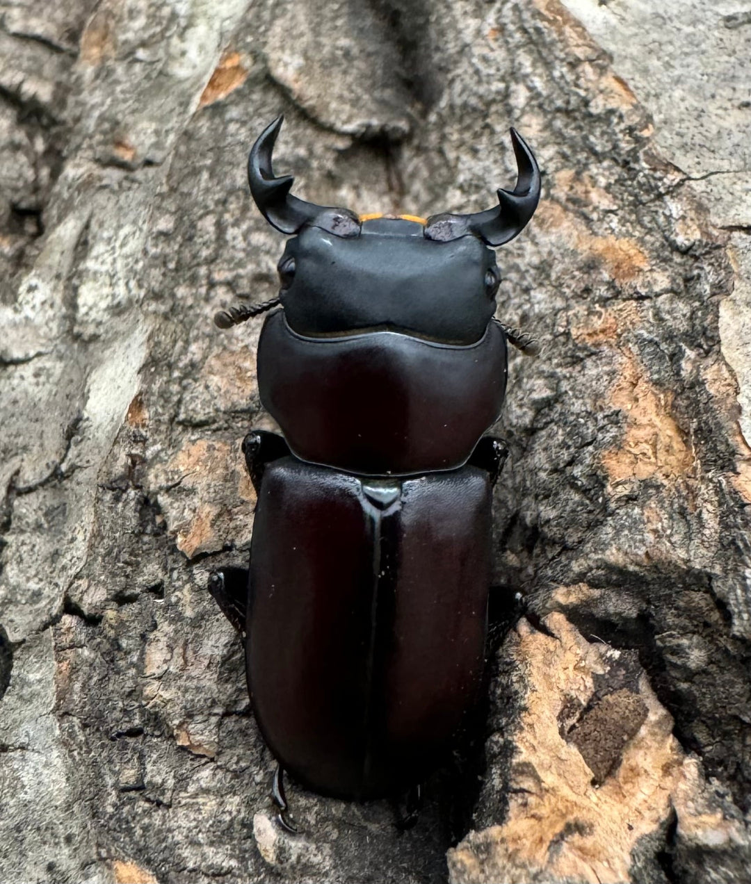 【WD】《ラティオキナティブスコクワ ssp. チベット産 28mm ♂♀♀トリオ》