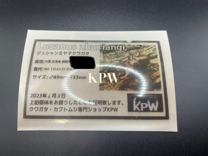 【WF1】貴重種《ジュシャンミヤマ 幼虫3頭セット》