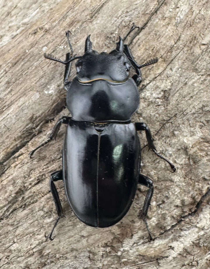 《ボーリンフタマタ亜種バミノルム 52.5mm ♂♀♀トリオ》