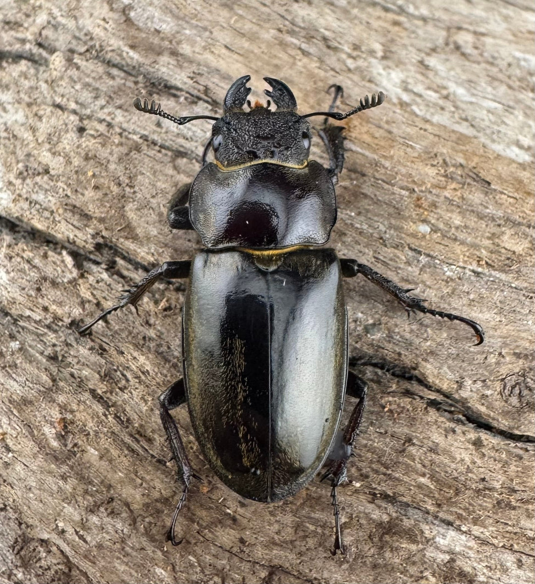 【WD】《メアレーミヤマ チベット産 50mm ペア》