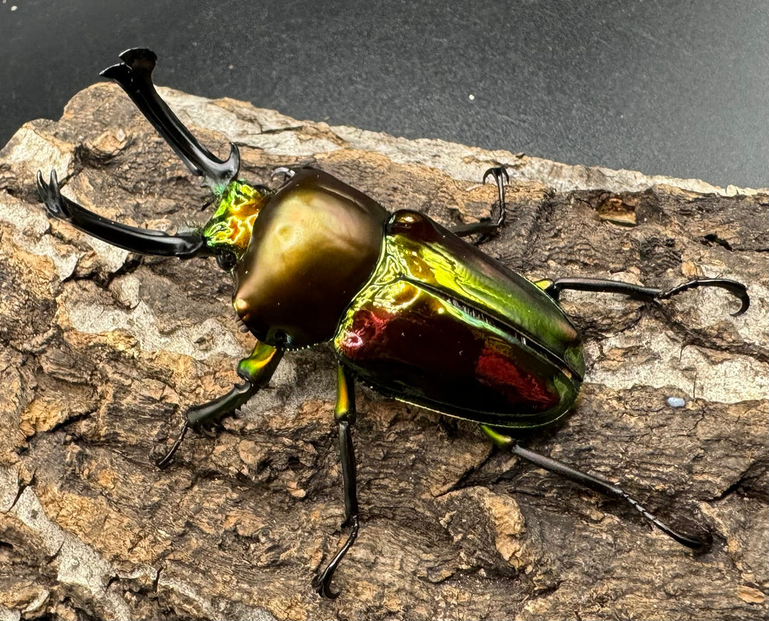 《ニジイロクワガタ 60mm ペア》