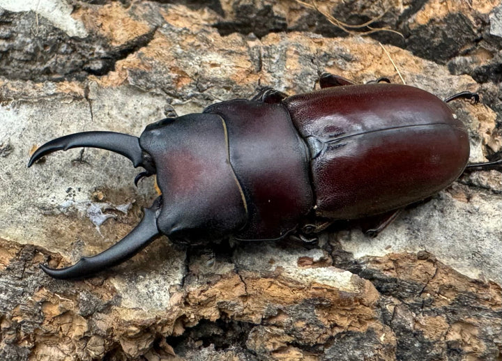 【WD】《ジュリエットノコギリ 36.5mmペア》