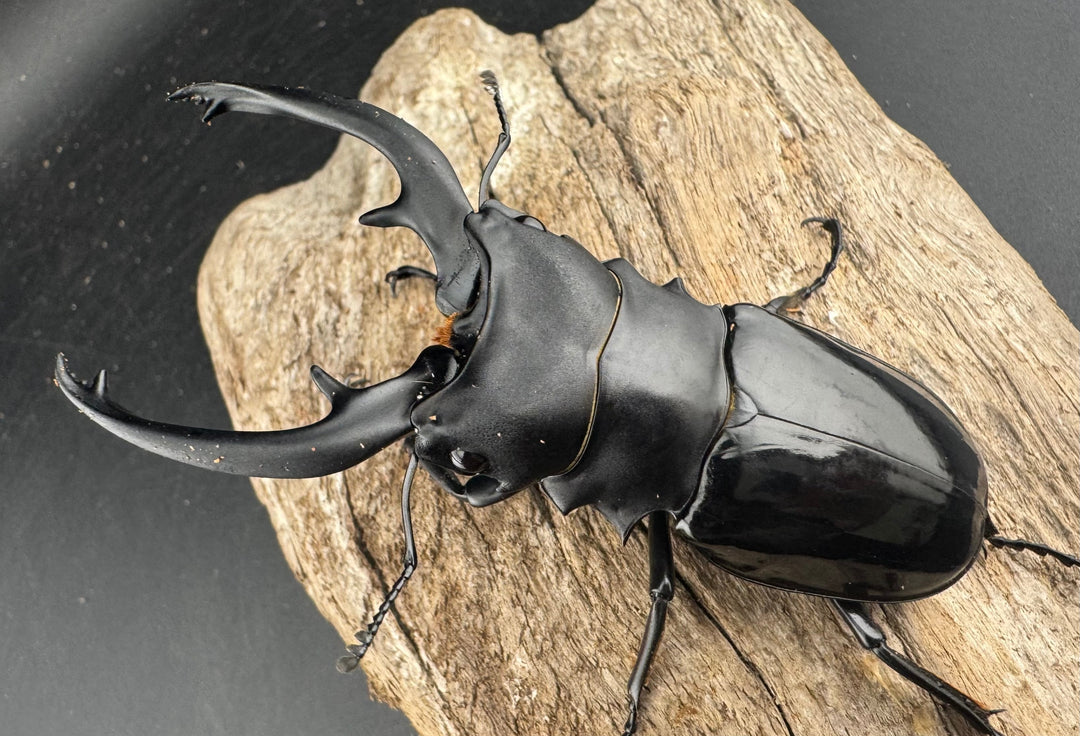 【WD】《インターメディアツヤクワガタ ガントン産 88mm ペア》