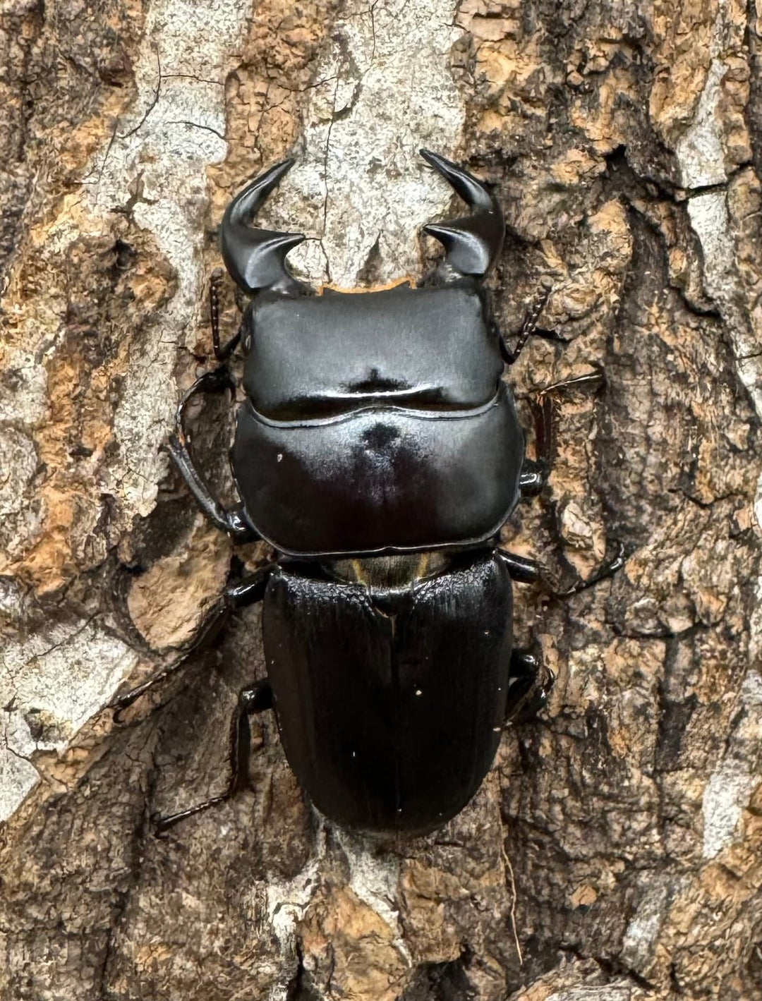 【WD】《ドルクス リンビン 38mm ♂♀♀トリオ》