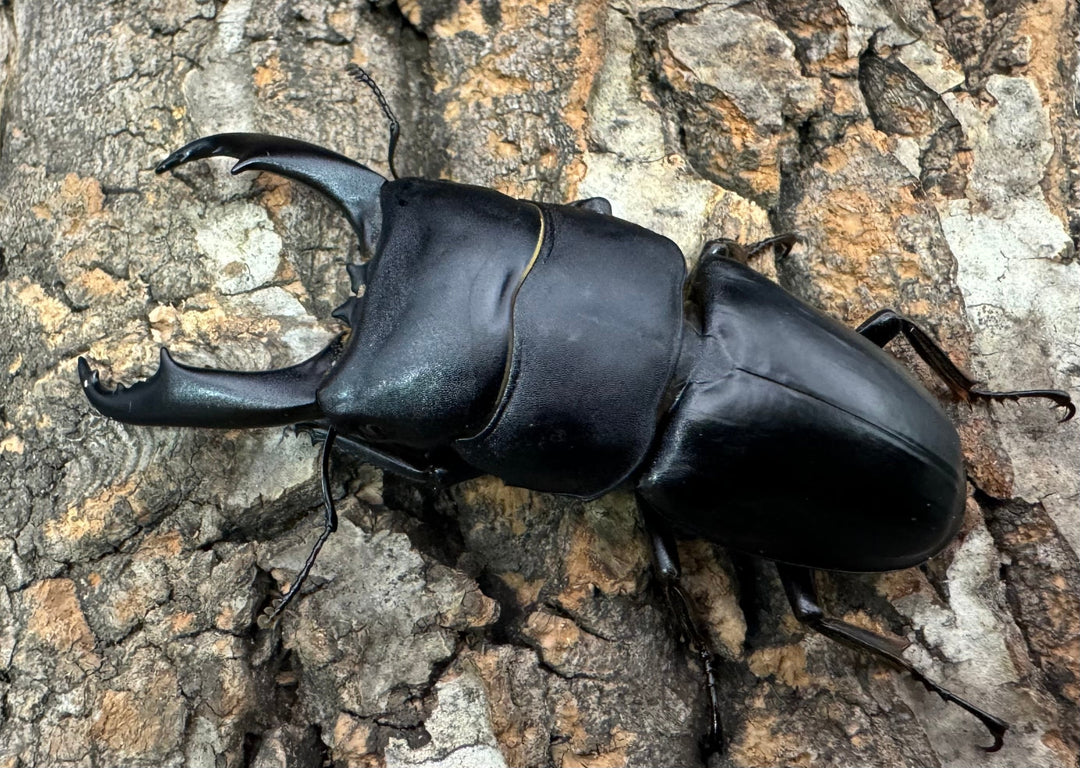 【WD】大型《ウンナンヒラタ 72mm ペア》