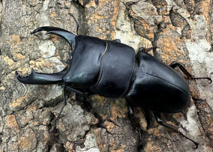 【WD】大型《ウンナンヒラタ 72mm ペア》