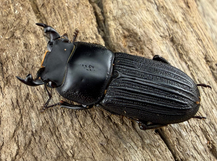 【WF2】《ドルクスミント 23.5mm ペア》