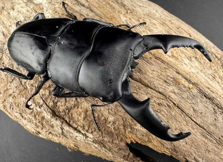 【WD】《ミンダナオヒラタ マラグサン産 86.5mm ペア》