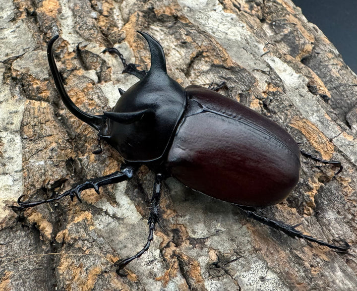 【WD】《シャムゴホンツノカブト 60mm ペア》