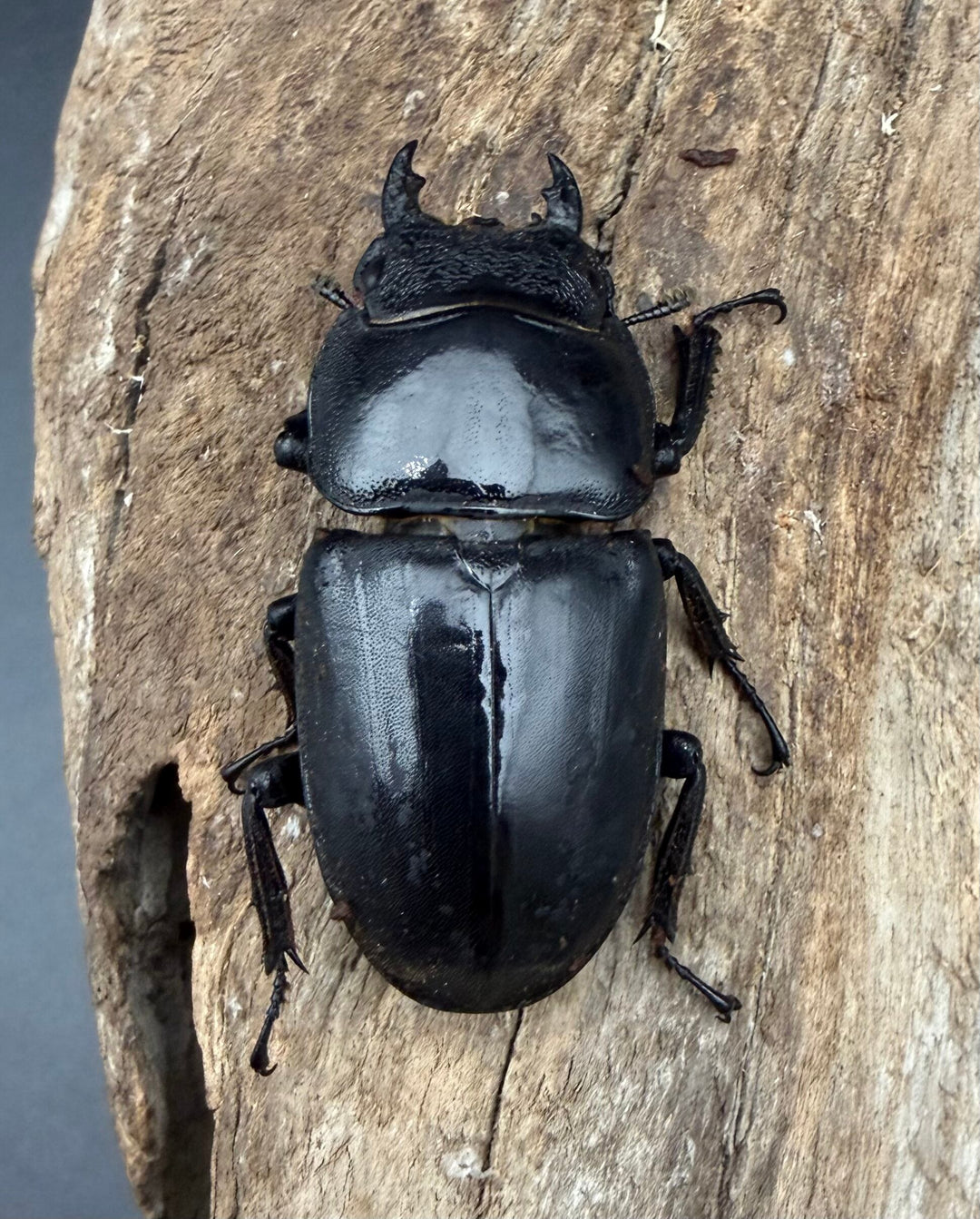 《パラワンオオヒラタクワガタ 90.5mm ♂♀♀トリオA'品》
