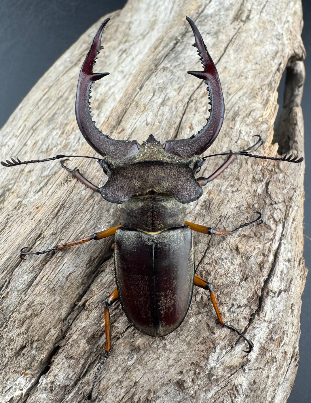 【WD】《クラーツミヤマ ベトナム亜種 63mm ペア》