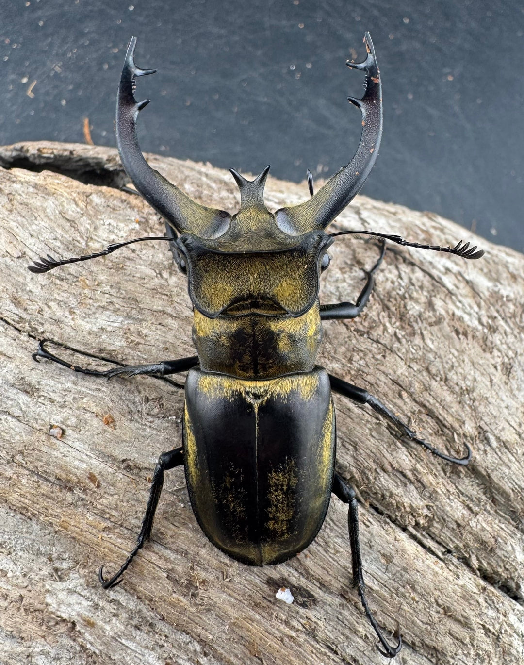 【WD】《フルキフェルミヤマ 61mm ペア》